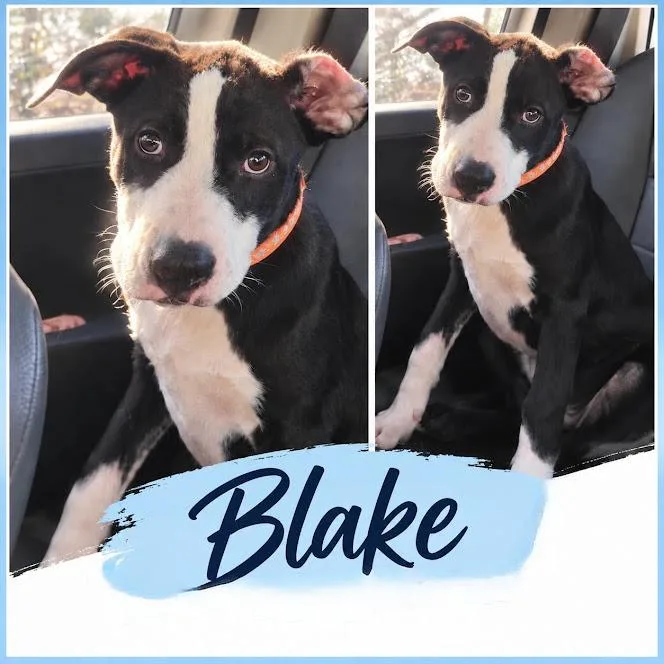 Blake