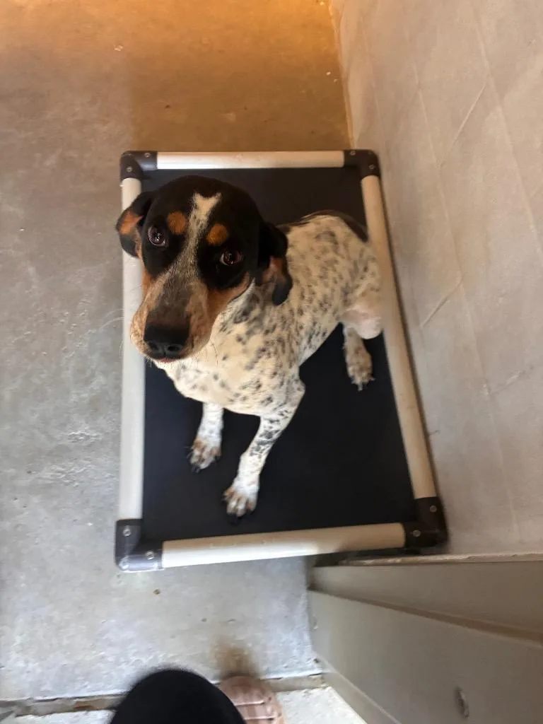 An adult medium-sized female Mixed Breed dog named Margret for adoption in Morgantown, KY