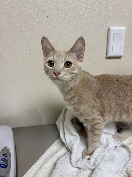 A baby small-sized male Domestic Short Hair cat named Jimmy Buffett for adoption in Sherwood, OR