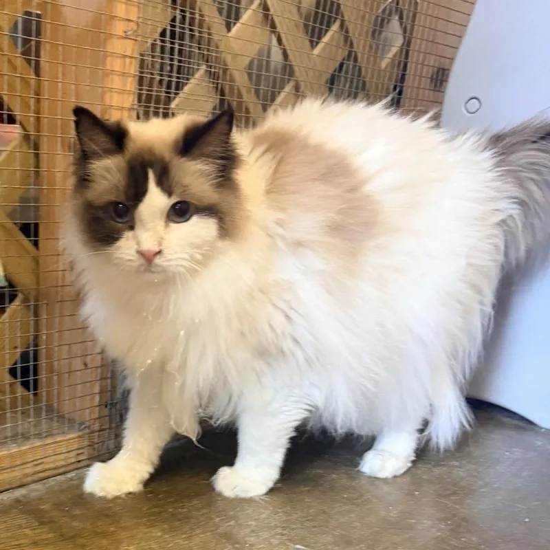 A senior large-sized female White Ragdoll cat named Izzy for adoption in Corinth, MS