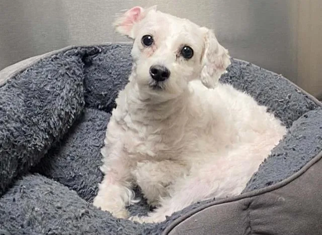 An adult small-sized female Maltese dog named Jigglypuff for adoption in Tustin, CA