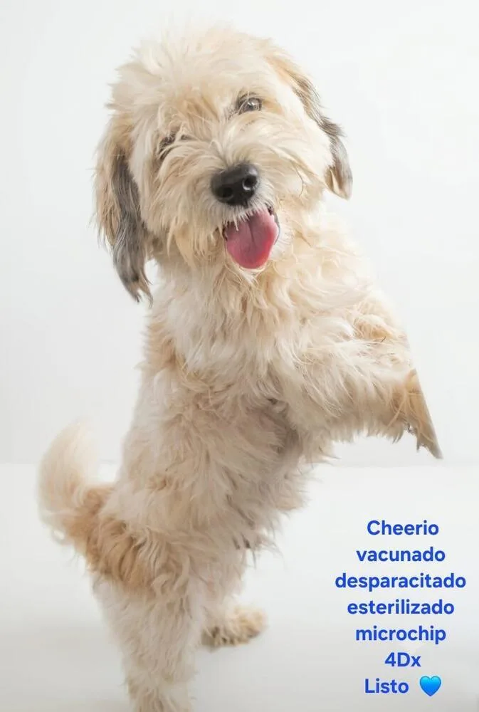 A young small-sized male Maltese dog named Cherio for adoption in ventura, CA