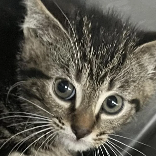 A baby small-sized female Brown / Chocolate Domestic Short Hair cat named Joom for adoption in St. Louis, MO