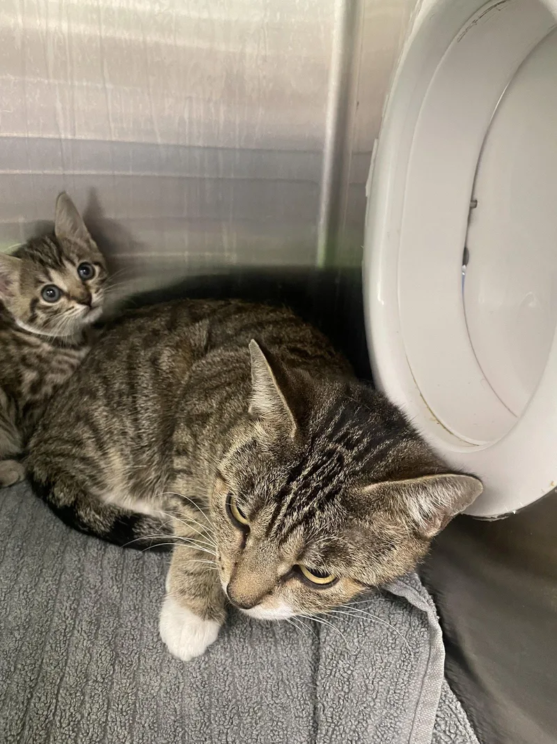 An adult medium-sized female Tabby cat named Tide for adoption in Georgetown, KY