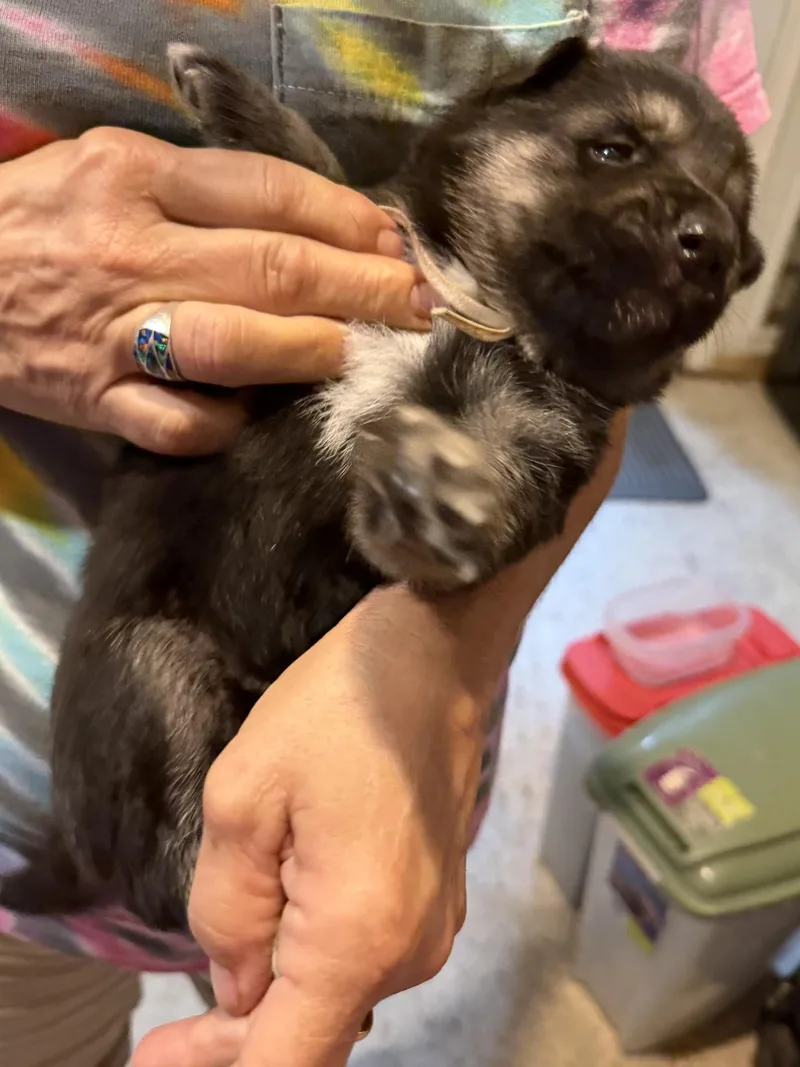 A baby small-sized male Belgian Shepherd / Malinois dog named ValorGunner  Light Blue for adoption in Houston , TX