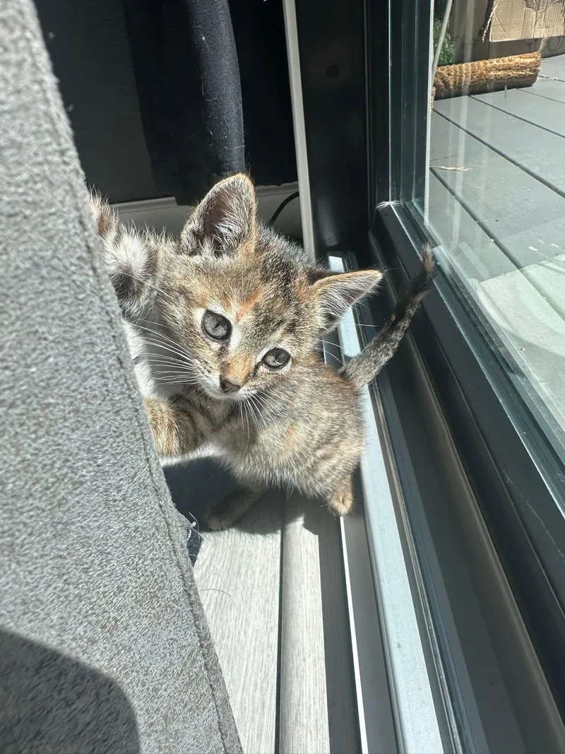 A baby medium-sized female Torbie cat named Sushi for adoption in Walnut Creek, CA