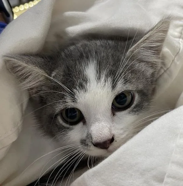 A baby small-sized male Domestic Short Hair cat named Greedo for adoption in Escondido, CA