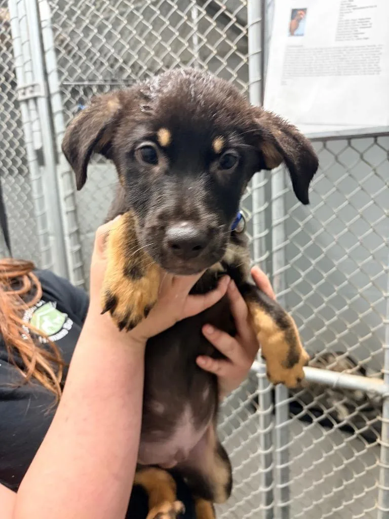 A baby medium-sized male German Shepherd Dog dog named Sage for adoption in Huntington, IN
