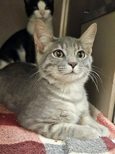 A baby medium-sized male Gray / Blue / Silver Domestic Short Hair cat named Darville for adoption in Clyde, NC
