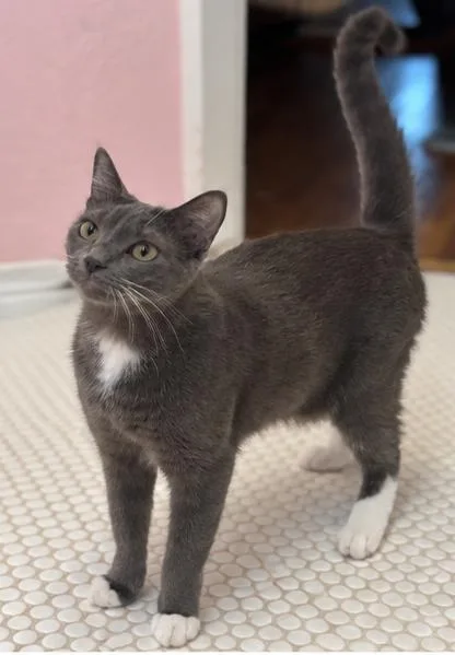 An adult medium-sized male Gray & White Domestic Short Hair cat named Pfizer for adoption in Fort Worth, TX