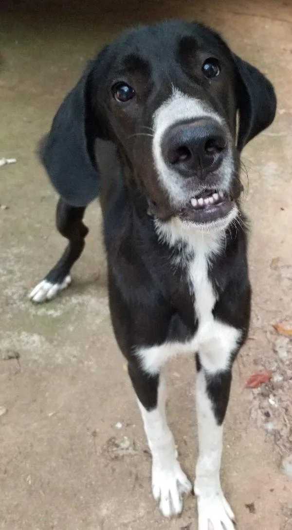 A baby extra large-sized male Great Dane dog named Jaques for adoption in Greensboro, GA