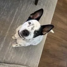 A baby medium-sized male Australian Cattle Dog / Blue Heeler dog named Shiloh for adoption in Fort Worth, TX