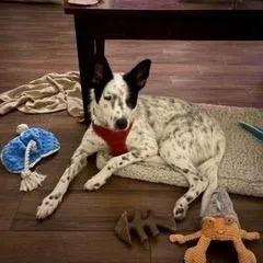 Shiloh thumbnail 4