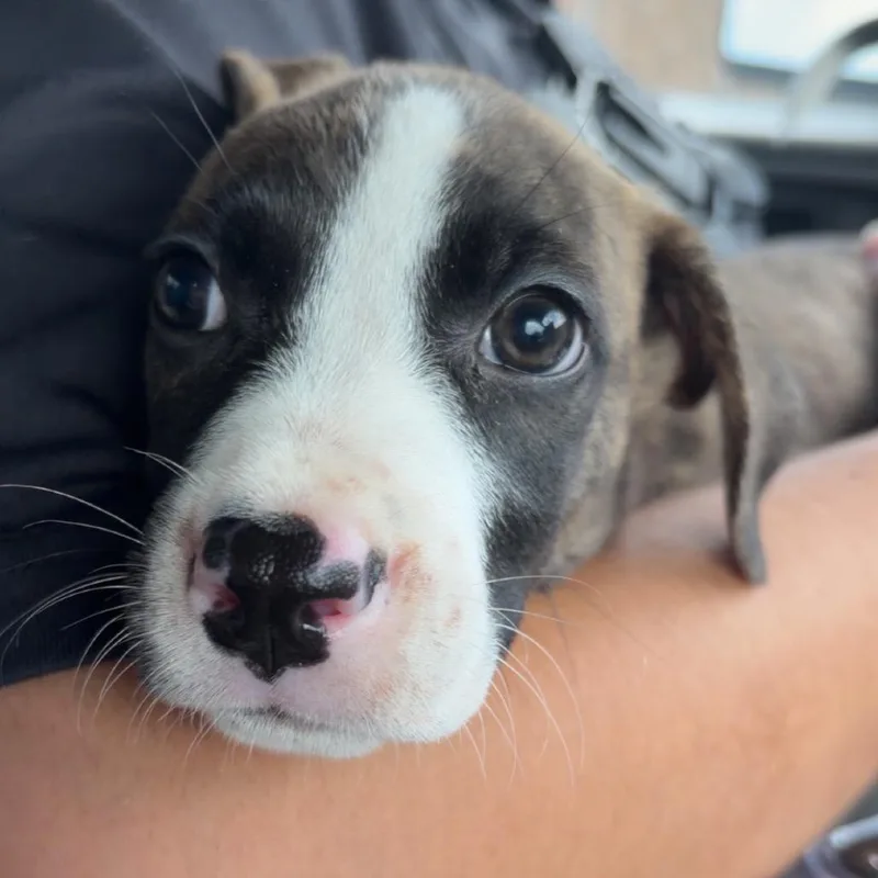 A baby small-sized male Brindle Pit Bull Terrier dog named Enchilada for adoption in Galveston, TX