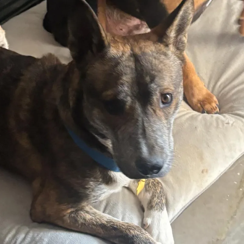 A young small-sized male Brindle Akita dog named Sarge for adoption in Phoenix, AZ