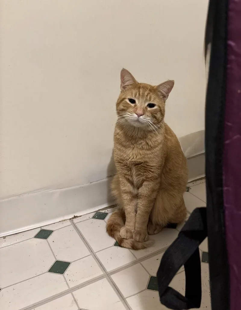 An adult medium-sized male Tabby (Orange / Red) Domestic Short Hair cat named Dash for adoption in Nutley, NJ