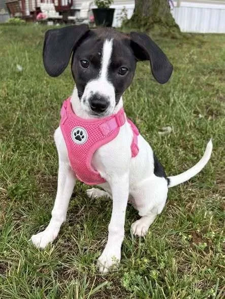 A baby small-sized female Tricolor (Brown, Black, & White) Mixed Breed dog named Rue for adoption in Milton, DE