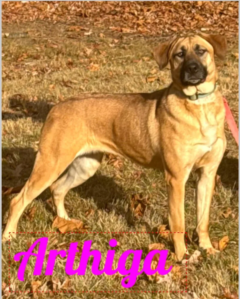A young extra large-sized female Golden German Shepherd Dog dog named Arthiga for adoption in Old Westbury, NY