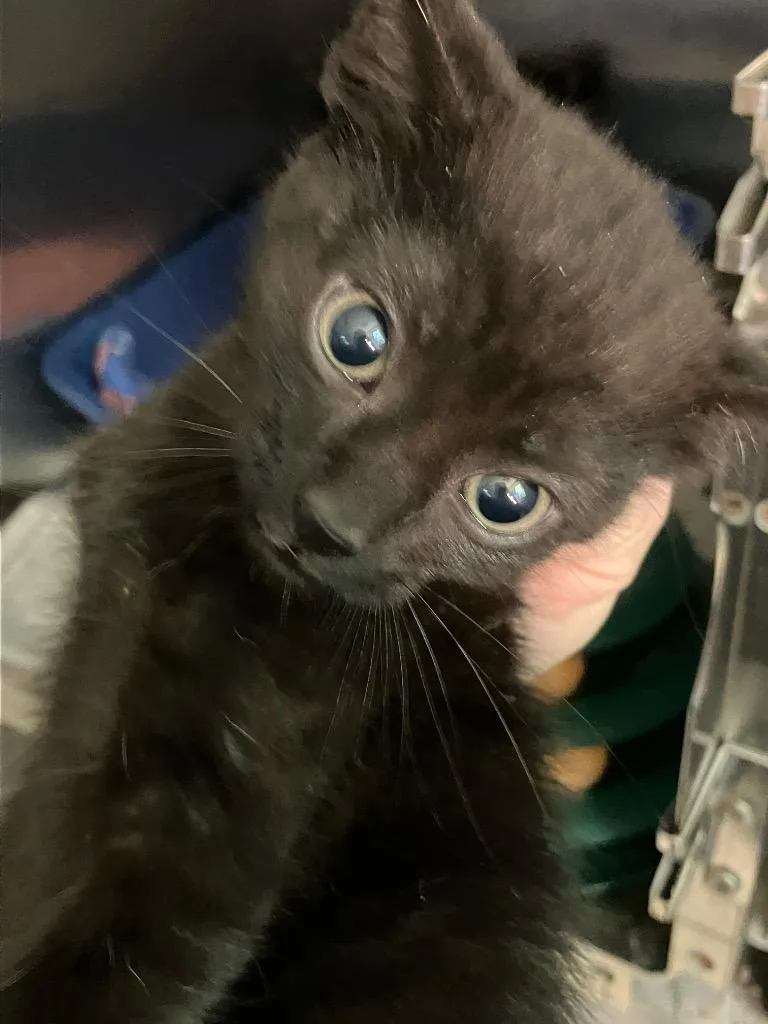 A baby medium-sized male Black Domestic Short Hair cat named Cosmos for adoption in Heathsville, VA