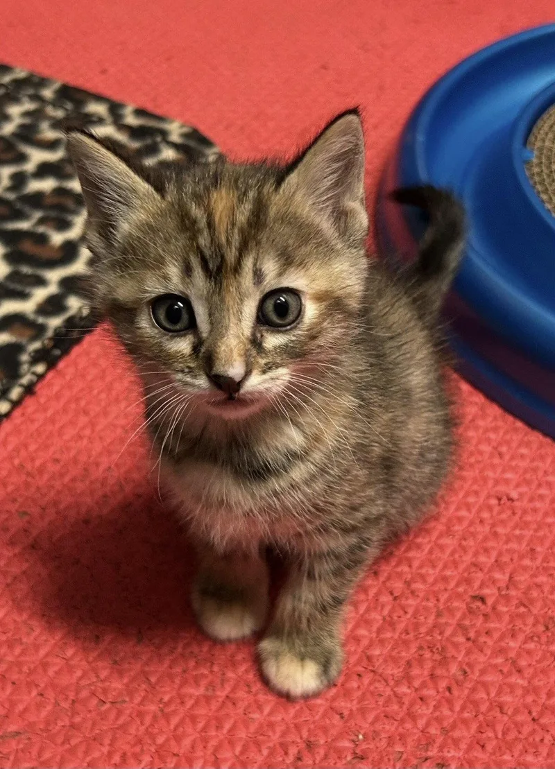 A baby medium-sized female Domestic Short Hair cat named Yzma for adoption in Tacoma, WA