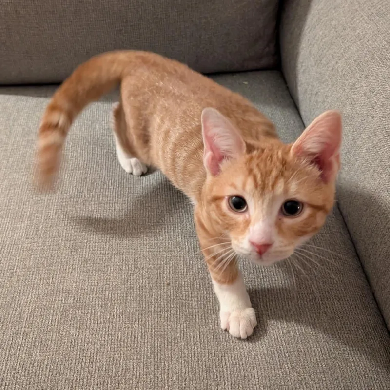 A baby small-sized male Orange / Red Domestic Short Hair cat named Oscar Ramishvili for adoption in Merrifield, VA