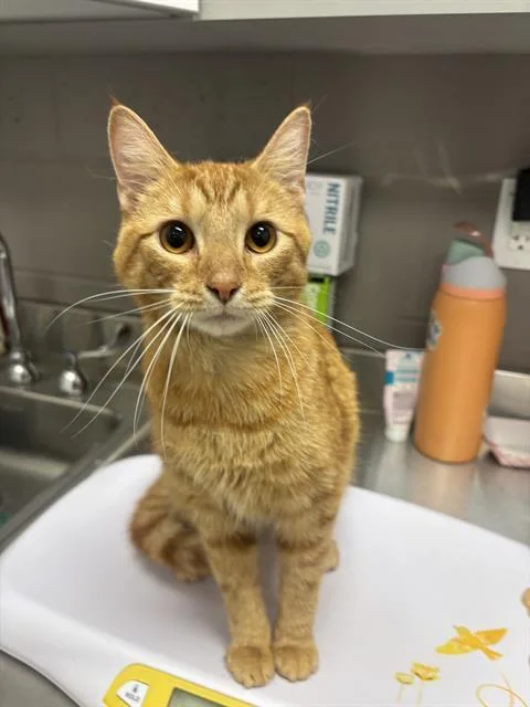A young medium-sized male Domestic Short Hair cat named Pumpkin for adoption in Indianapolis, IN