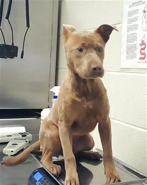A baby small-sized female Labrador Retriever dog named A for adoption in Fayetteville, NC