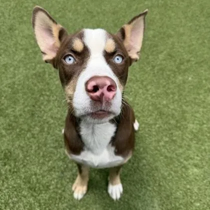 An adult large-sized male Pit Bull Terrier dog named Russell for adoption in Bellevue, WA