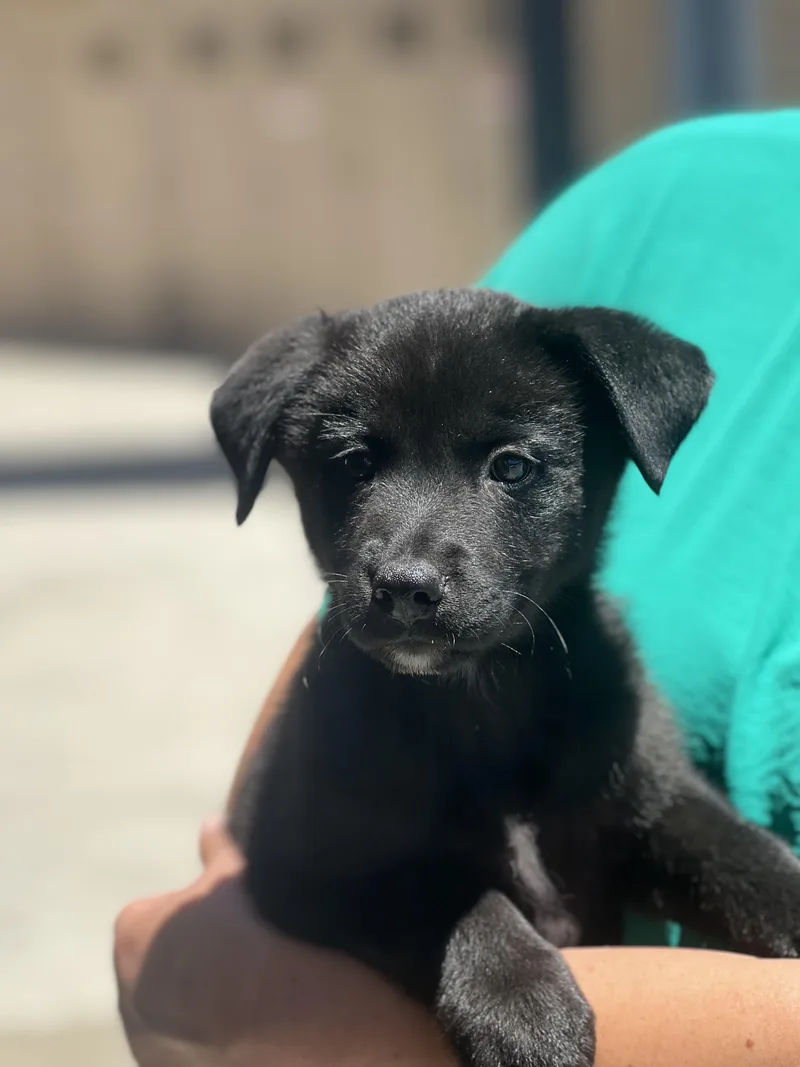 A baby medium-sized male Black Labrador Retriever dog named Bear for adoption in Encino, CA