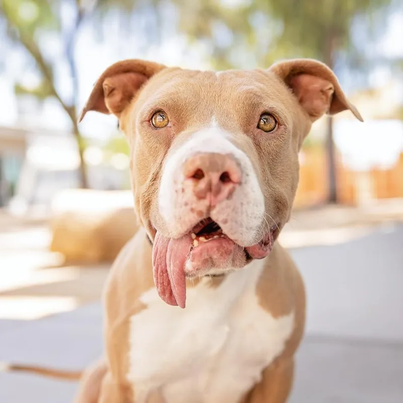 A young medium-sized male Pit Bull Terrier dog named Dusty for adoption in Las Vegas, NV