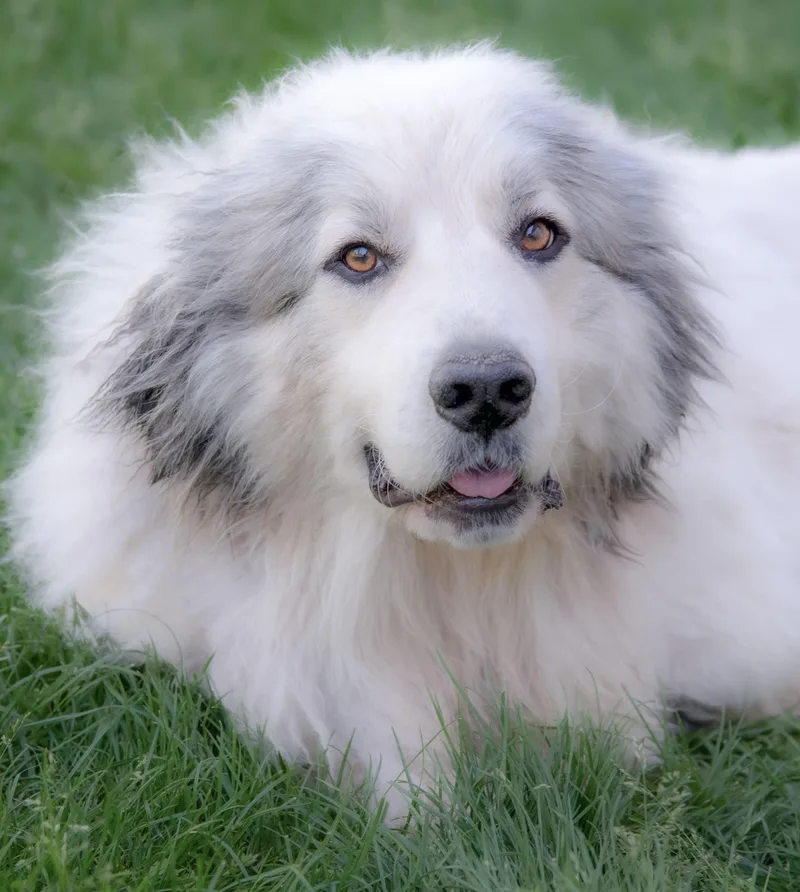 An adult large-sized male Great Pyrenees dog named Ansem for adoption in Nashville, TN