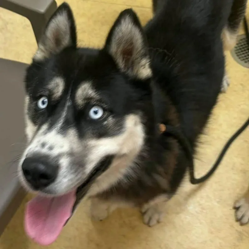 A young large-sized female Husky dog named Maya for adoption in Bowling Green, OH