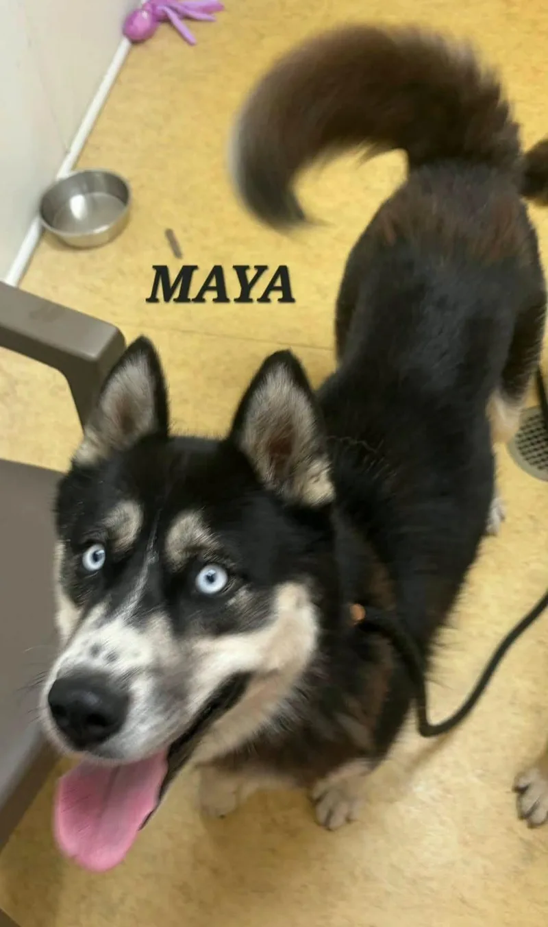 Maya thumbnail 2