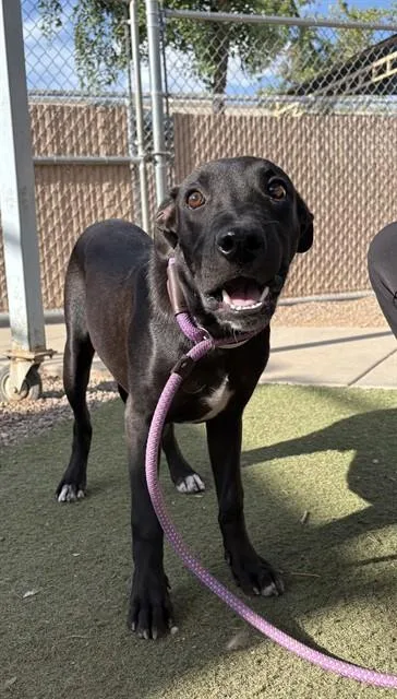 A young large-sized male Pit Bull Terrier dog named Chase for adoption in Phoenix, AZ