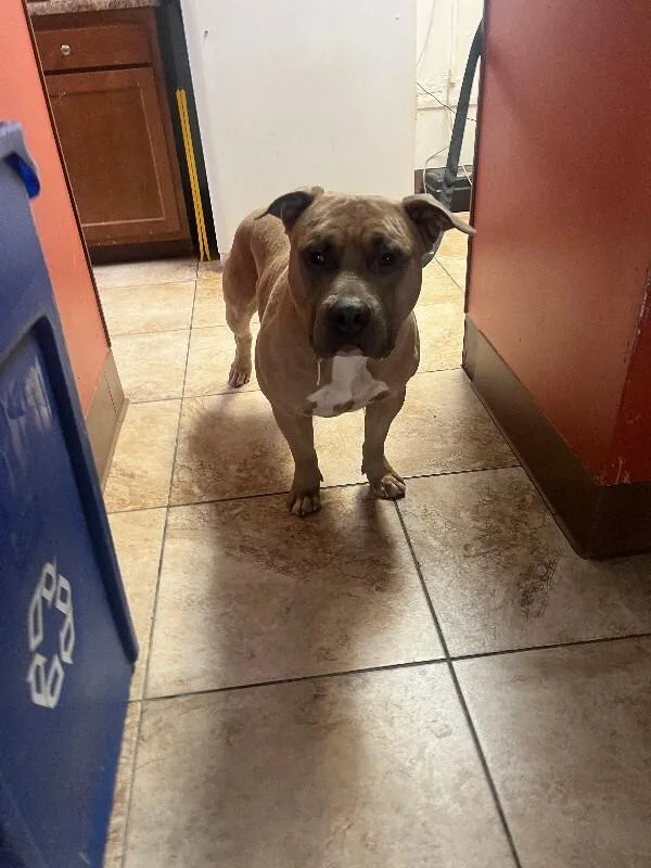 An adult large-sized male Brown / Chocolate Mixed Breed dog named Yaba for adoption in Cincinnati, OH