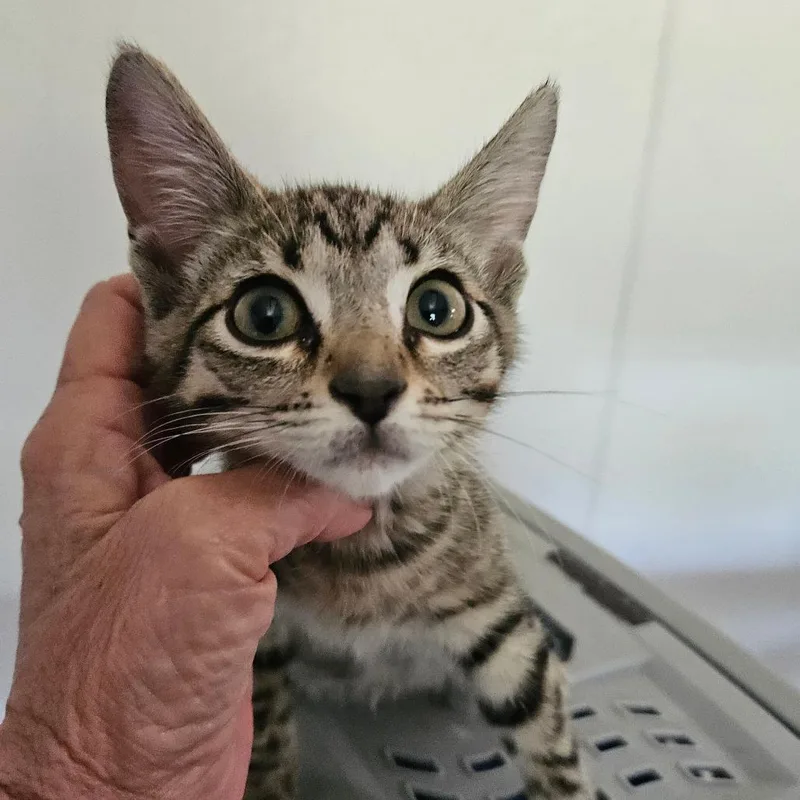 A baby small-sized male Brown / Chocolate Domestic Short Hair cat named Timmy Jimmy John Benny for adoption in Hattiesburg, MS