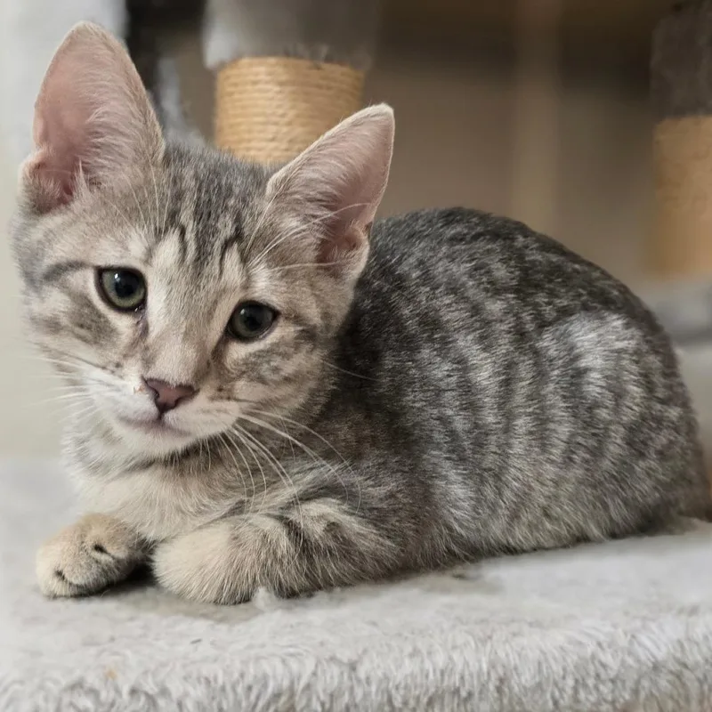 A baby small-sized female Gray / Blue / Silver Domestic Short Hair cat named Horchata for adoption in Long Beach, CA