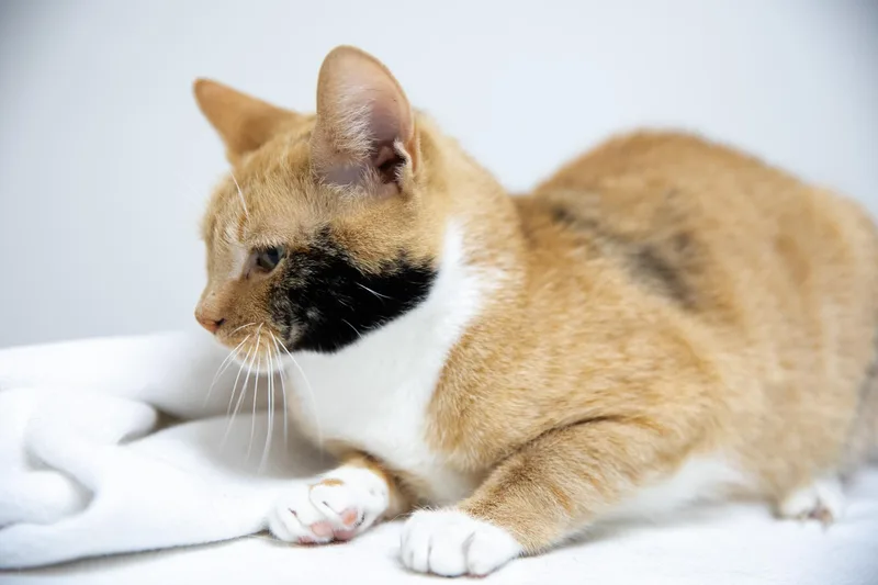 Cinnamon thumbnail 2