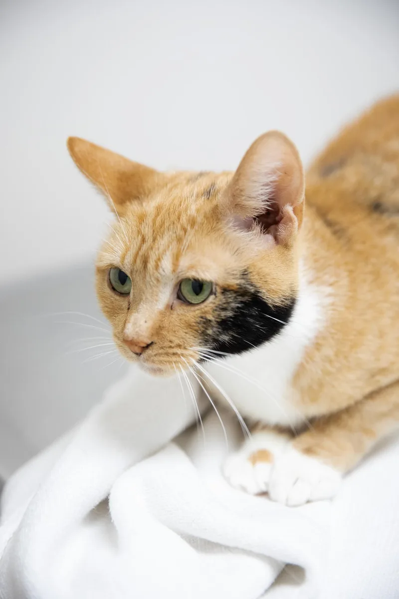 Cinnamon thumbnail 3