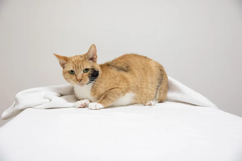 Cinnamon thumbnail 4