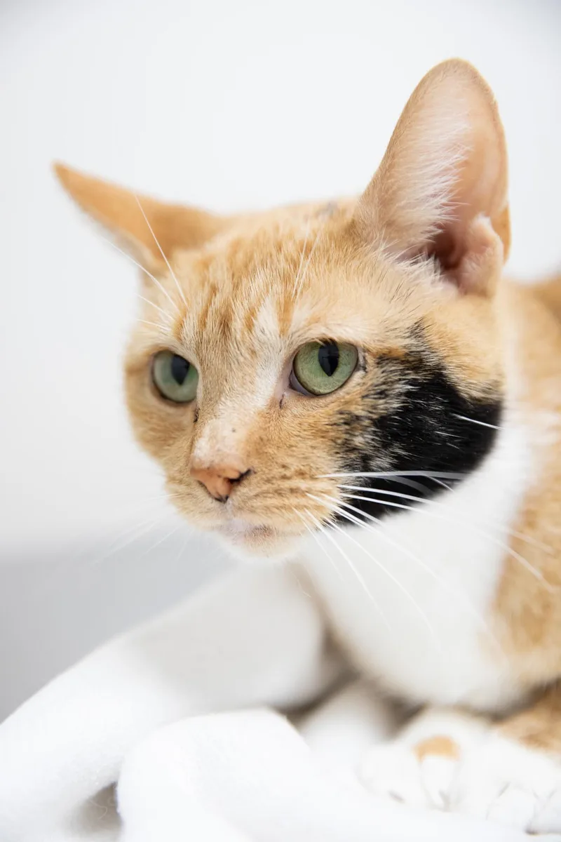 Cinnamon thumbnail 5