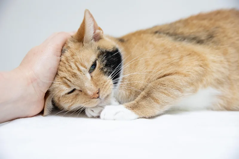 Cinnamon thumbnail 6