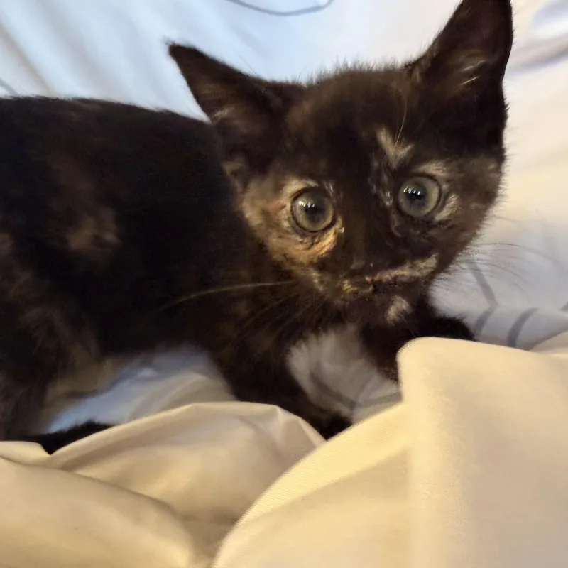 A baby medium-sized female Tortoiseshell Domestic Short Hair cat named Noir for adoption in Norco, CA