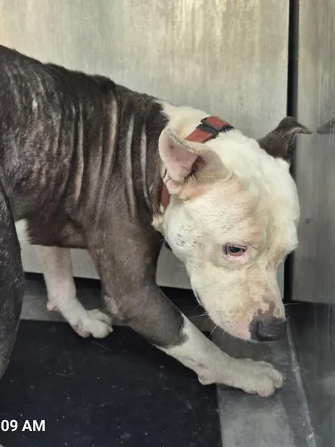A young medium-sized male American Staffordshire Terrier dog named Jimmy Neutron for adoption in San Antonio, TX