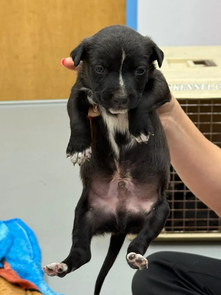 A baby medium-sized male Terrier dog named Monk for adoption in Hartsville, SC