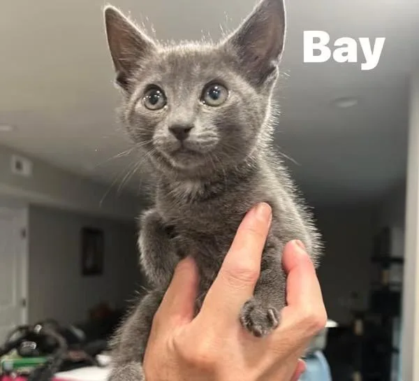 A baby small-sized male Russian Blue cat named Bay for adoption in Turnersville, NJ