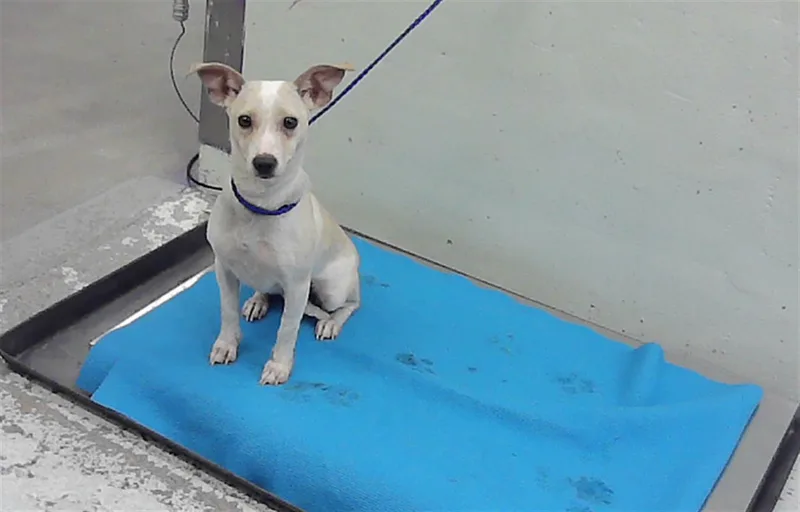 A young medium-sized female Chihuahua dog named Nugget for adoption in Houston, TX