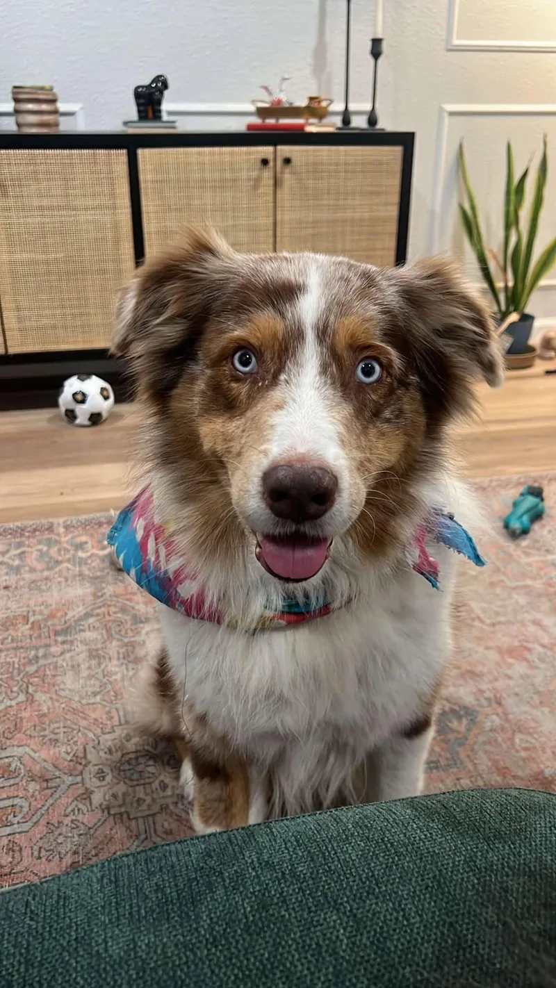 An adult medium-sized male Merle (Red) Australian Shepherd dog named Ford for adoption in Ovilla, TX