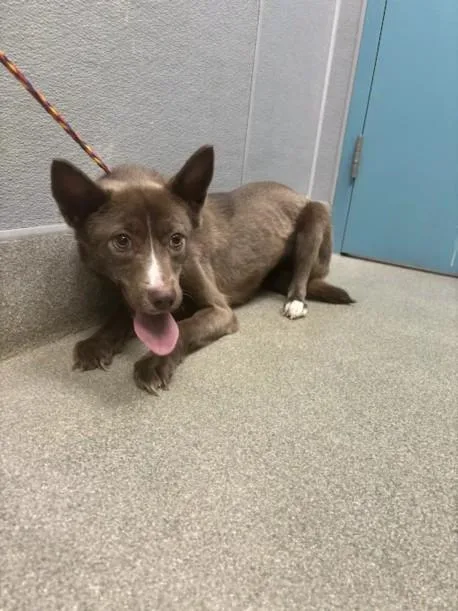 An adult small-sized female Australian Kelpie dog named Brownie for adoption in Las Vegas, NV