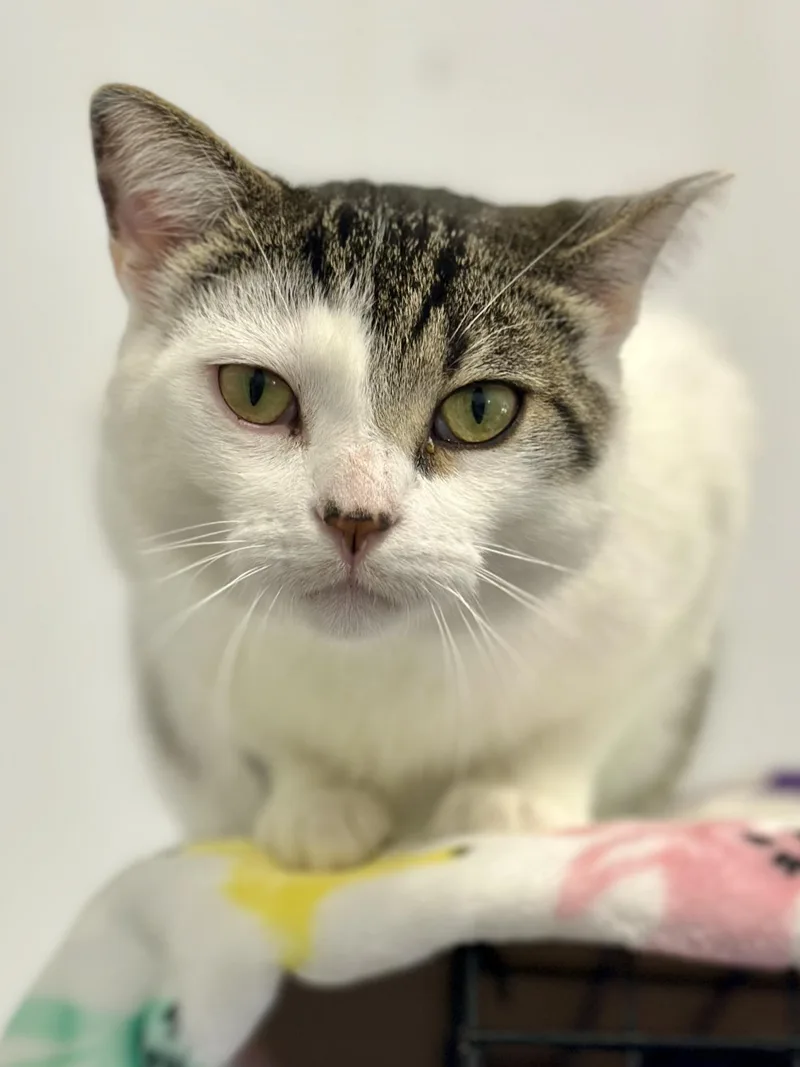 An adult medium-sized male Tabby (Brown / Chocolate) Domestic Short Hair cat named Melvin for adoption in Faribault, MN